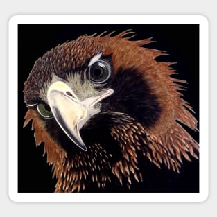 Eagle eyes Sticker